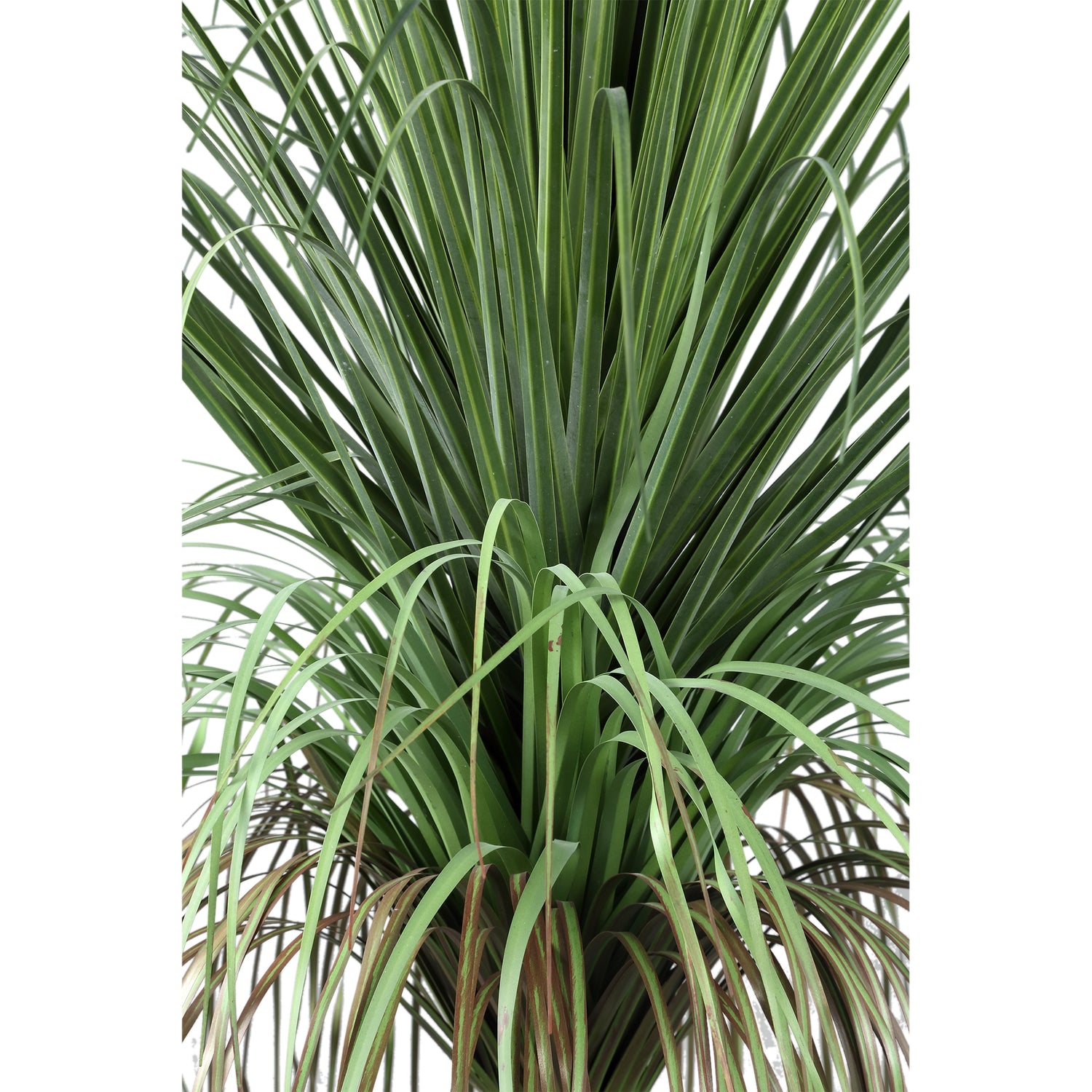 Leaves Plant Green Onion Grass On Coconut Tree B