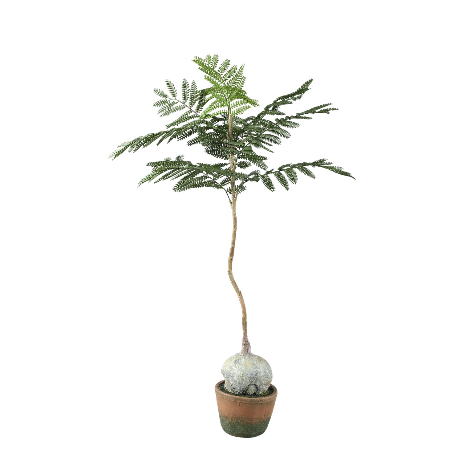 Tree Green Jacaranda Tree In Pot