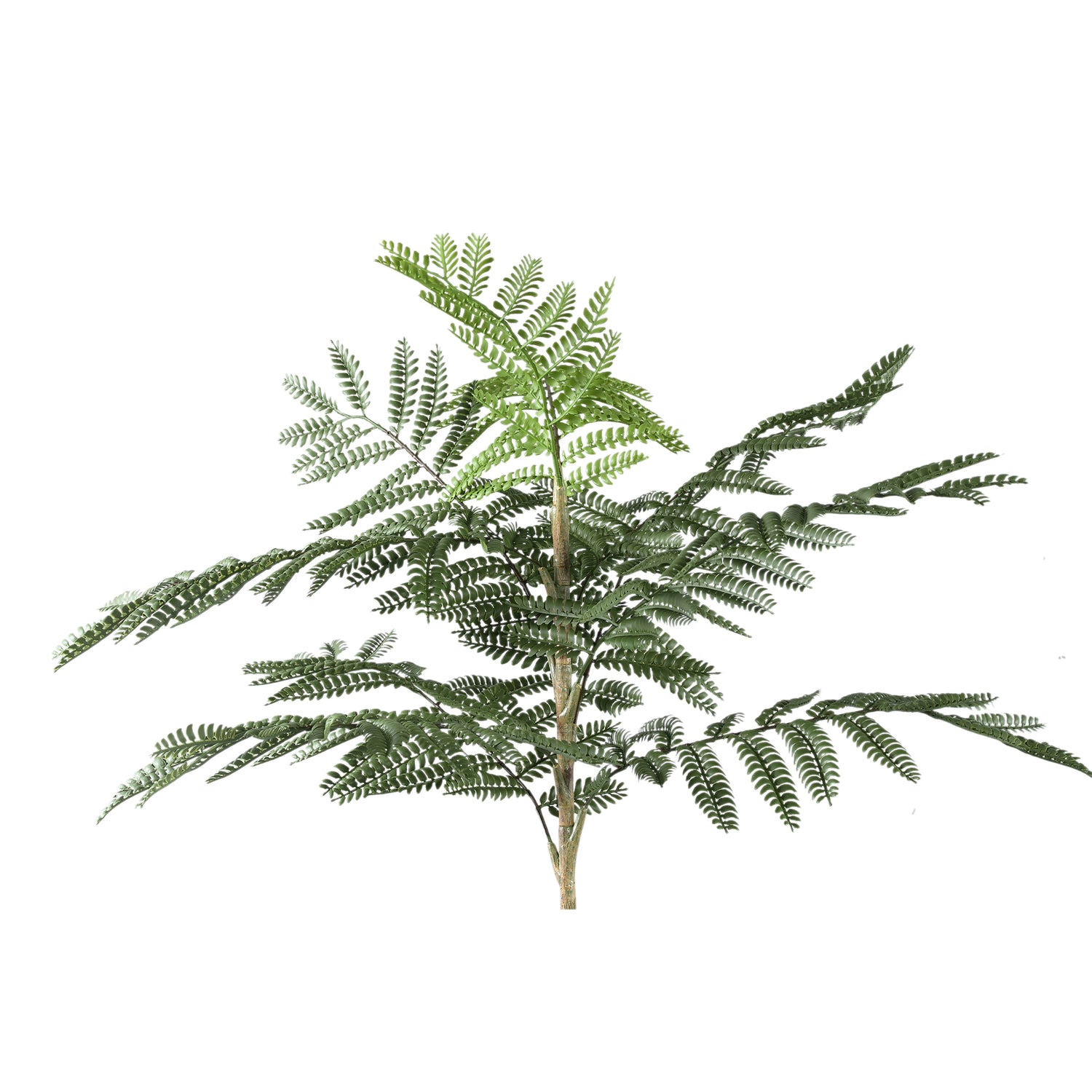 Tree Green Jacaranda Tree In Pot