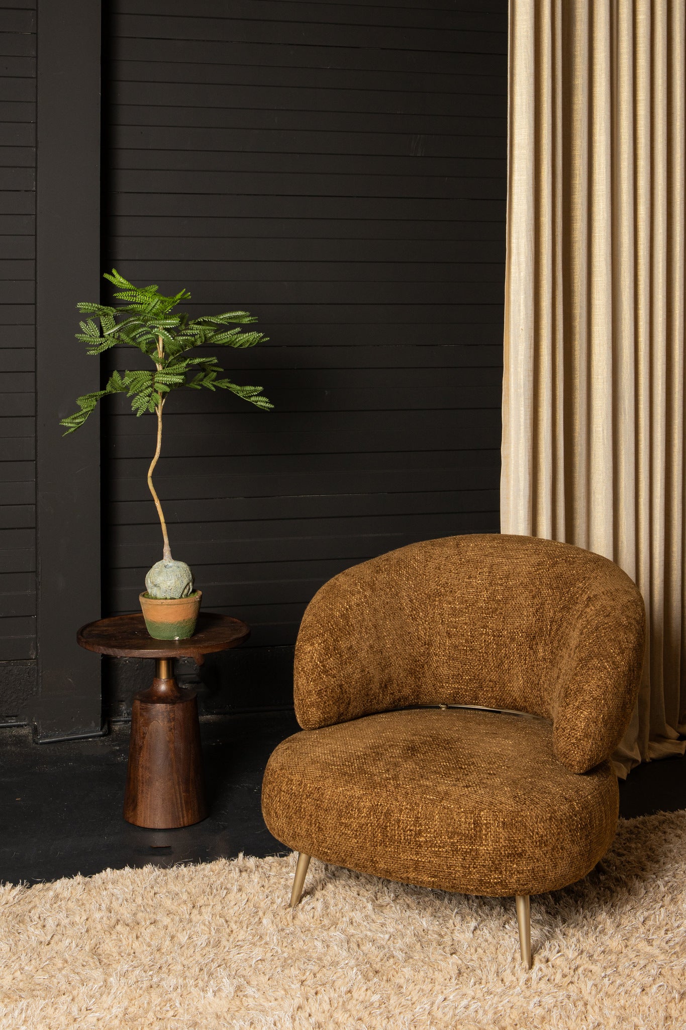 Tree Green Jacaranda Tree In Pot