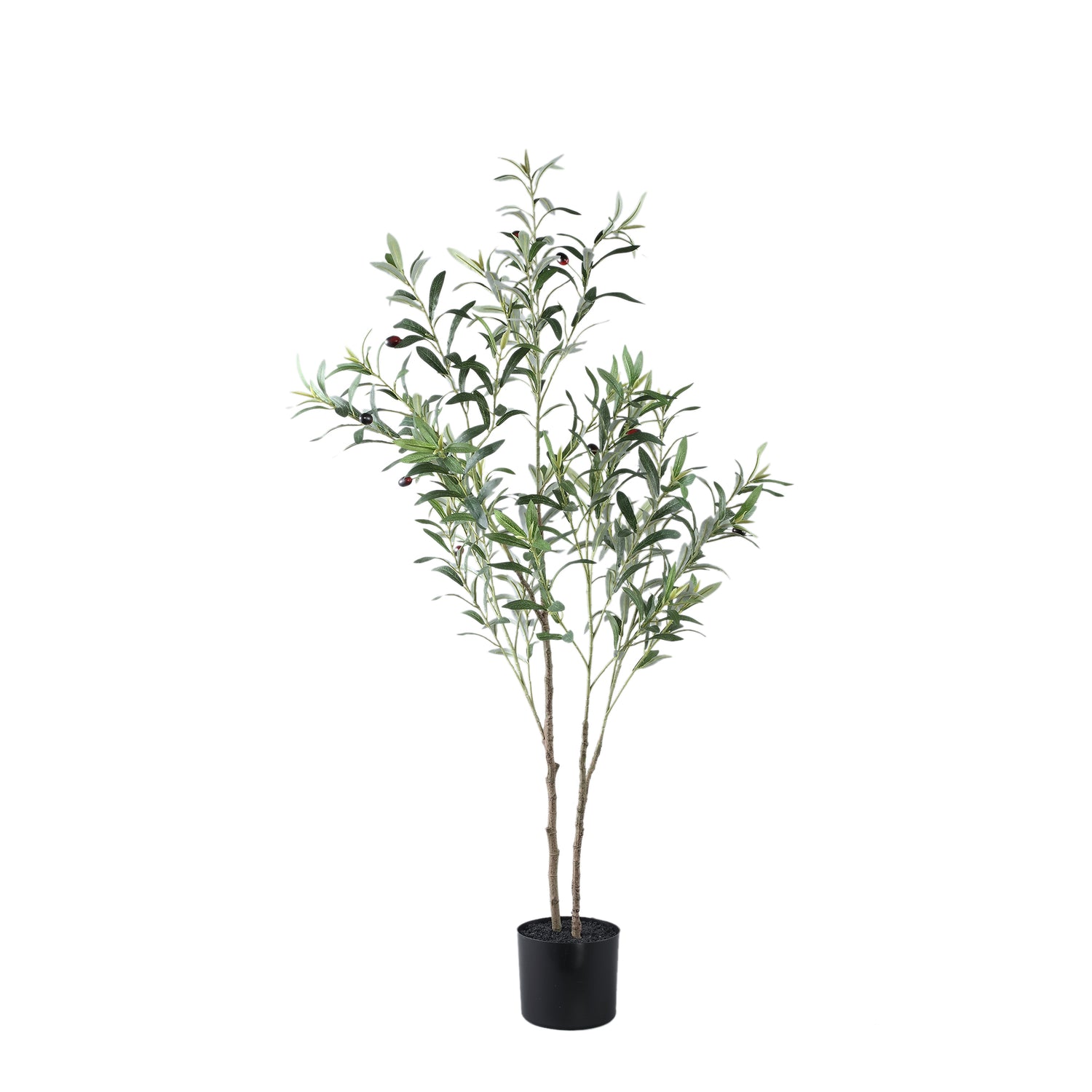 Tree Green Olive Tree In Pot S