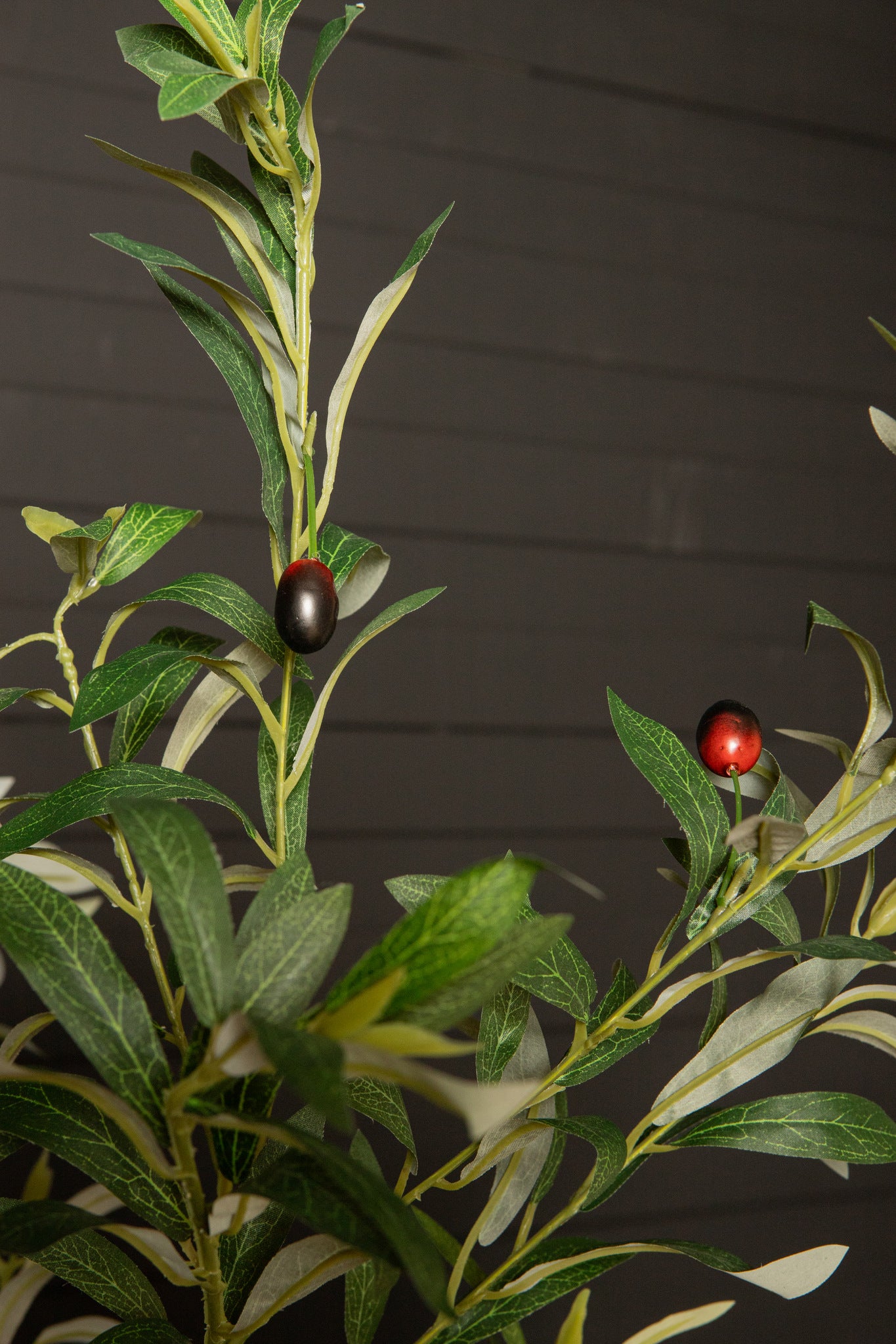 Tree Green Olive Tree In Pot S