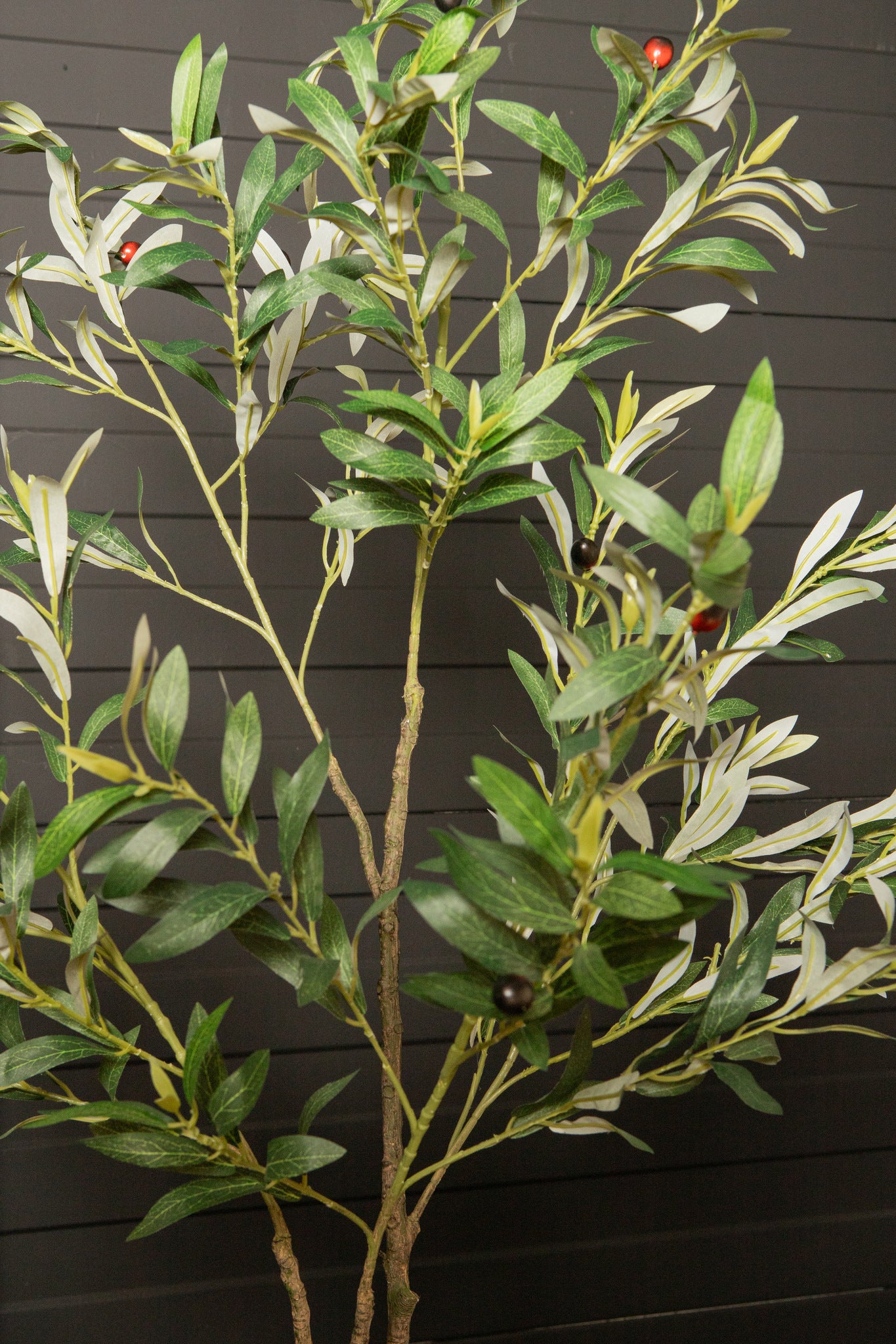 Tree Green Olive Tree In Pot S