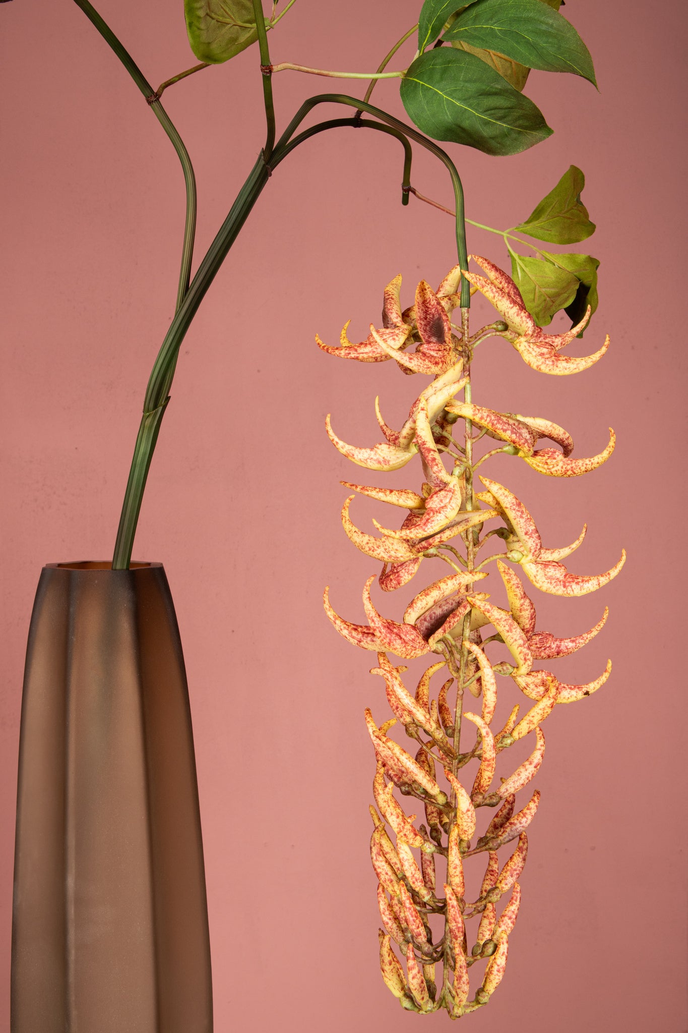 Leaves Plant Orange Strongylondon Spray