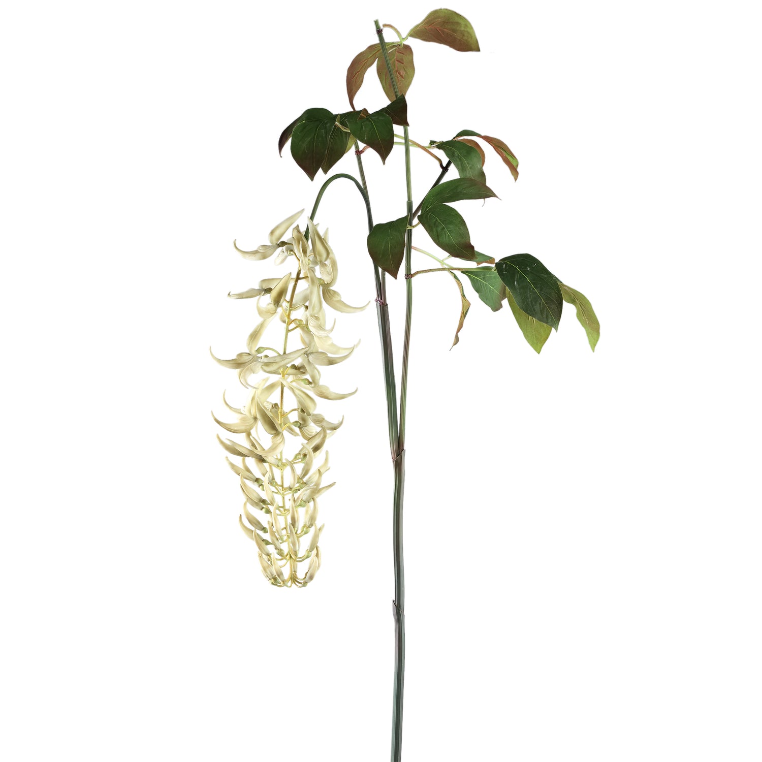 Leaves Plant White Strongylondon Spray