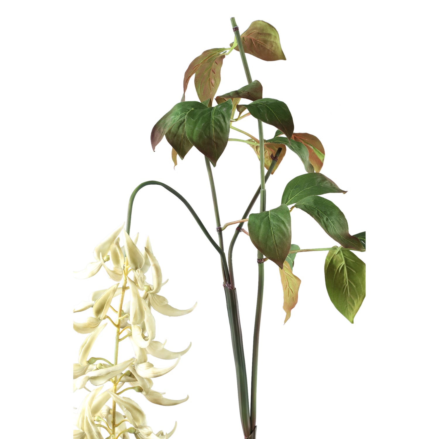 Leaves Plant White Strongylondon Spray