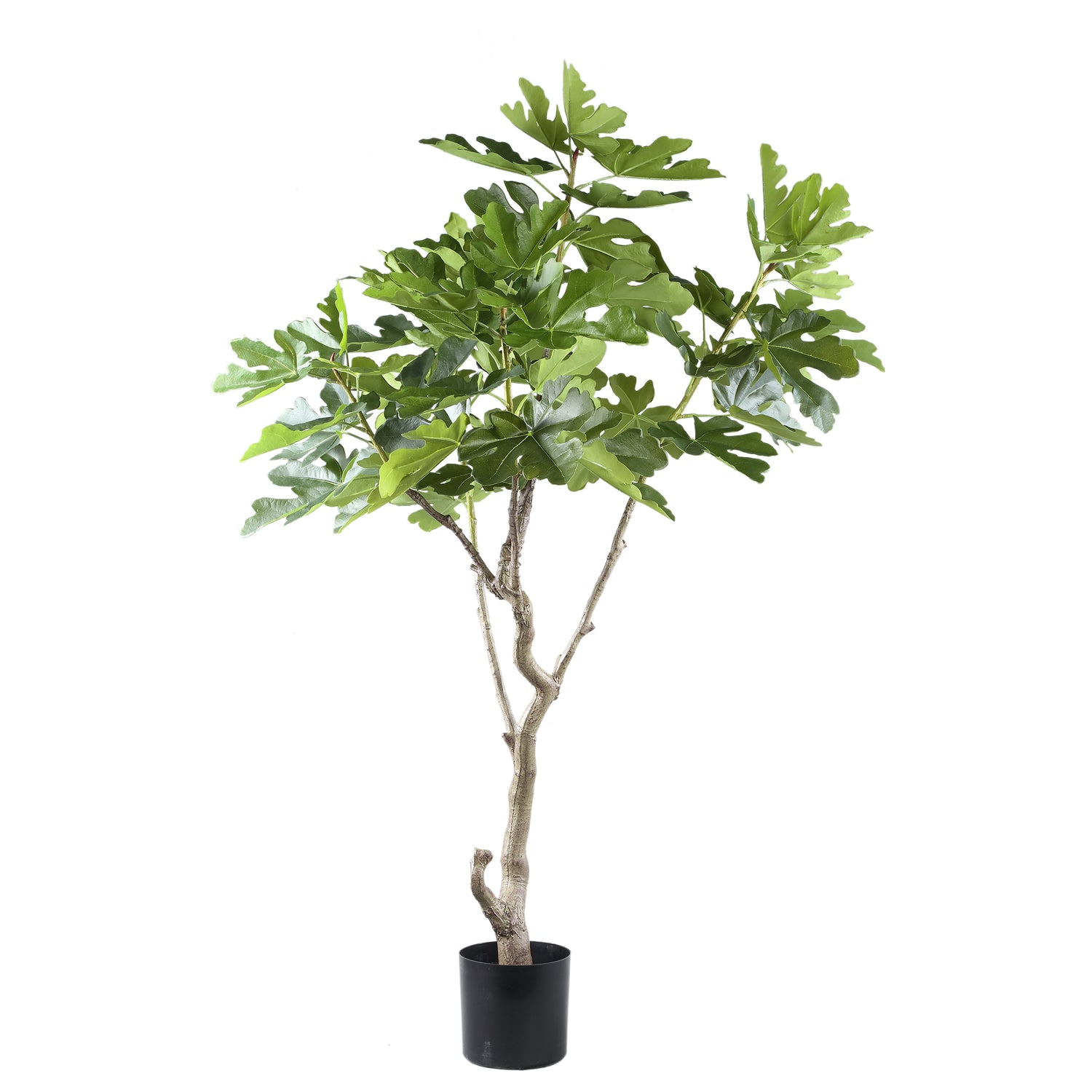 Tree Green Fig Tree In Pot L