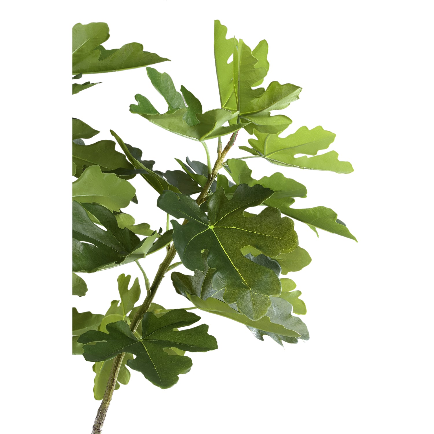 Tree Green Fig Tree In Pot L