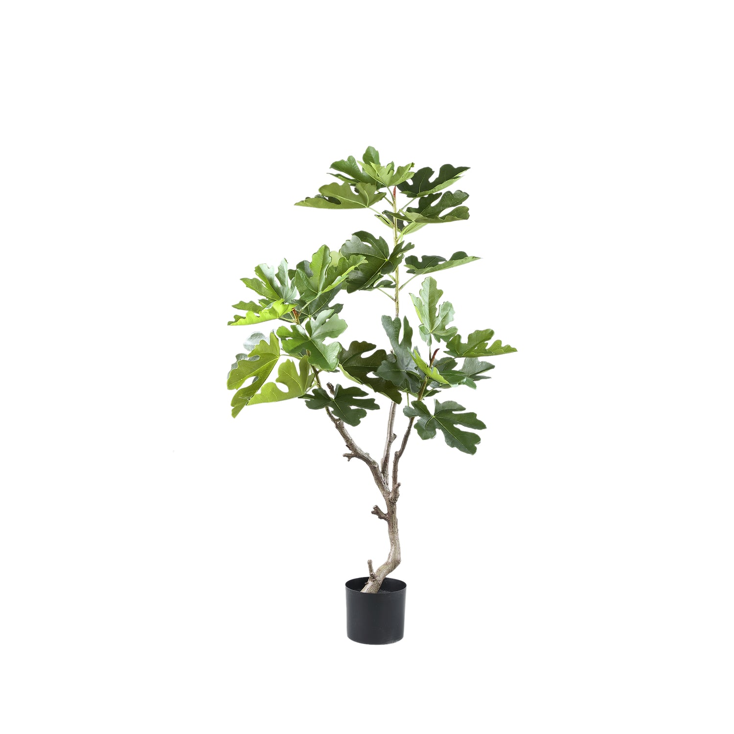 Tree Green Fig Tree In Pot S