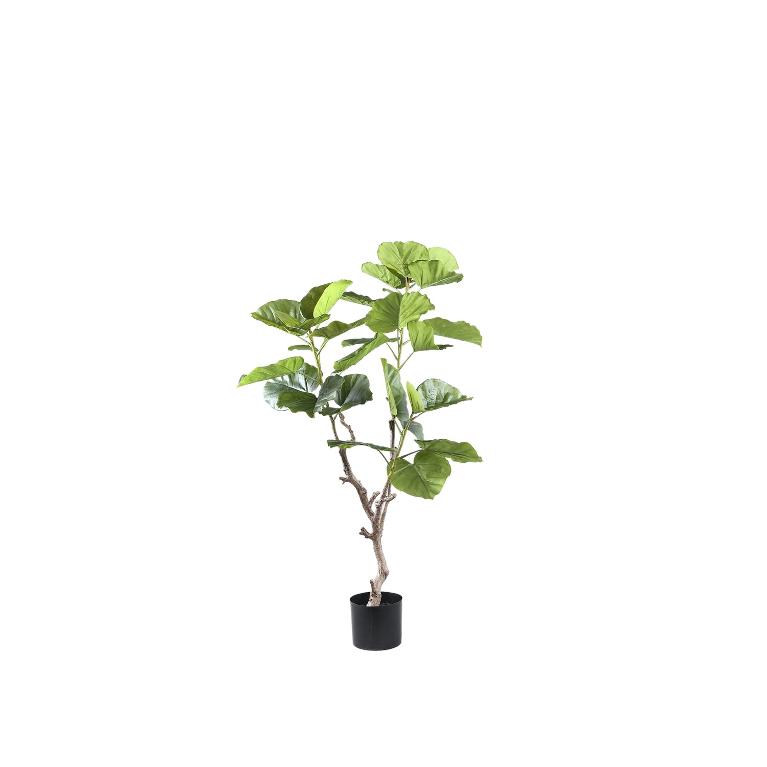 Tree Green Ficus Tree In Pot S