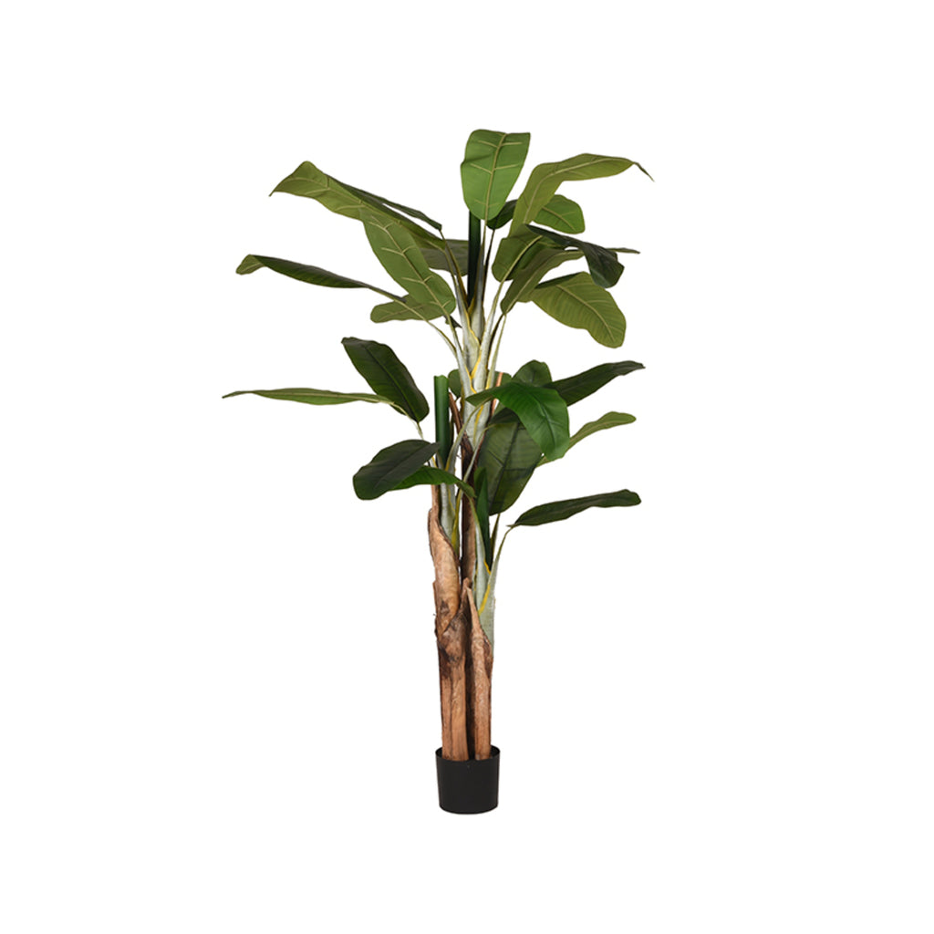 LABEL51 Musa - Green - Plastic - 180 cm