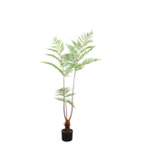 Fern Plant Green Sword Fern Plant In Black Pot