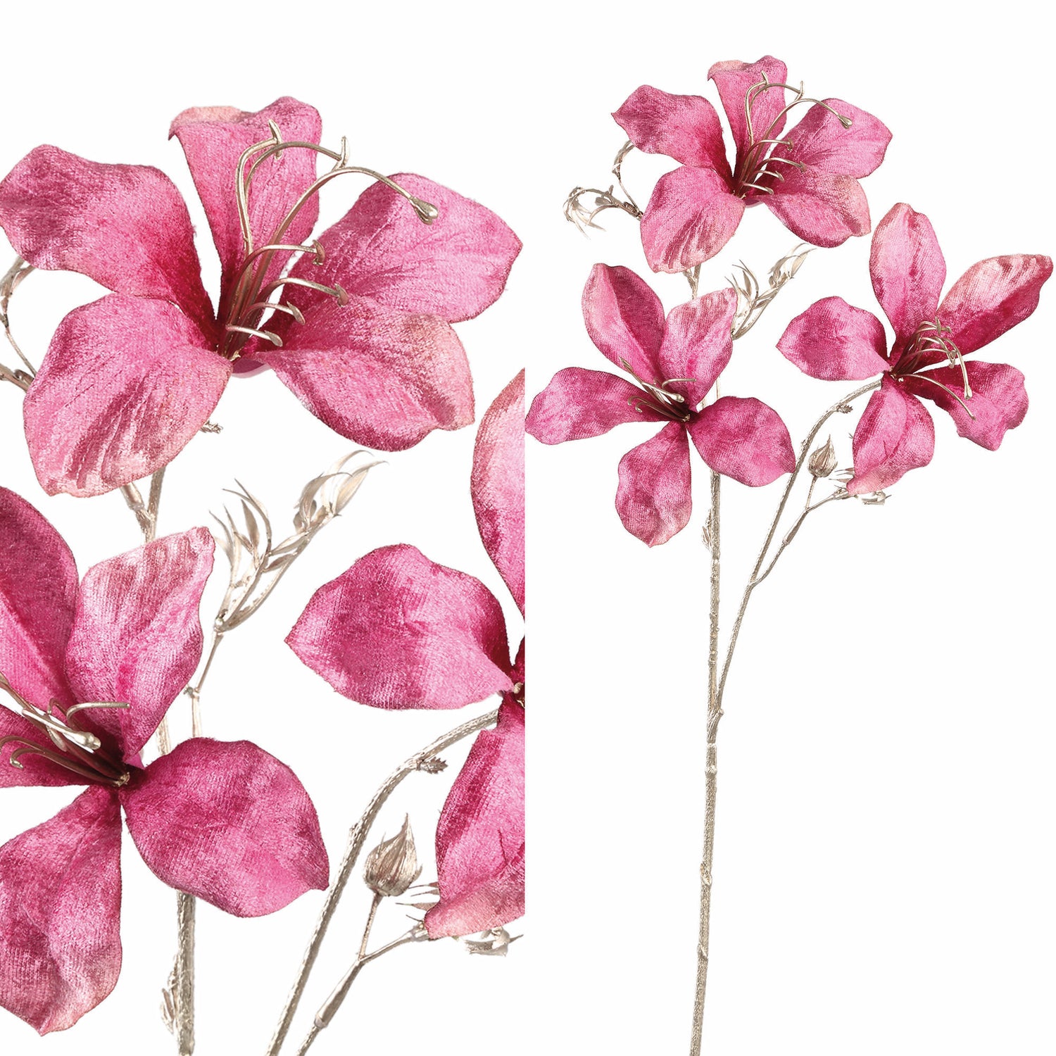 Garden Flower Pink Bauhinia Spray