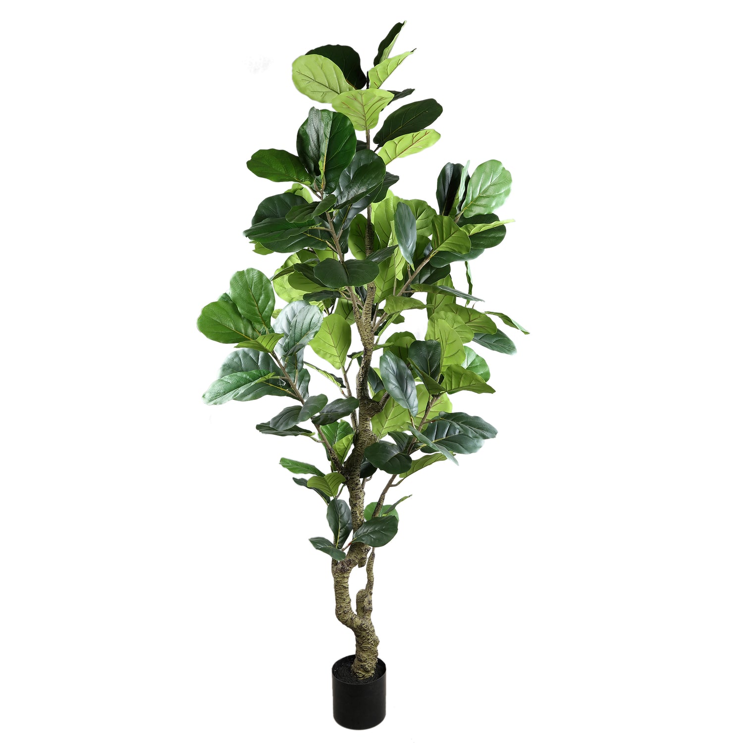 Tree Green Ficus Lyrata In Black Pot
