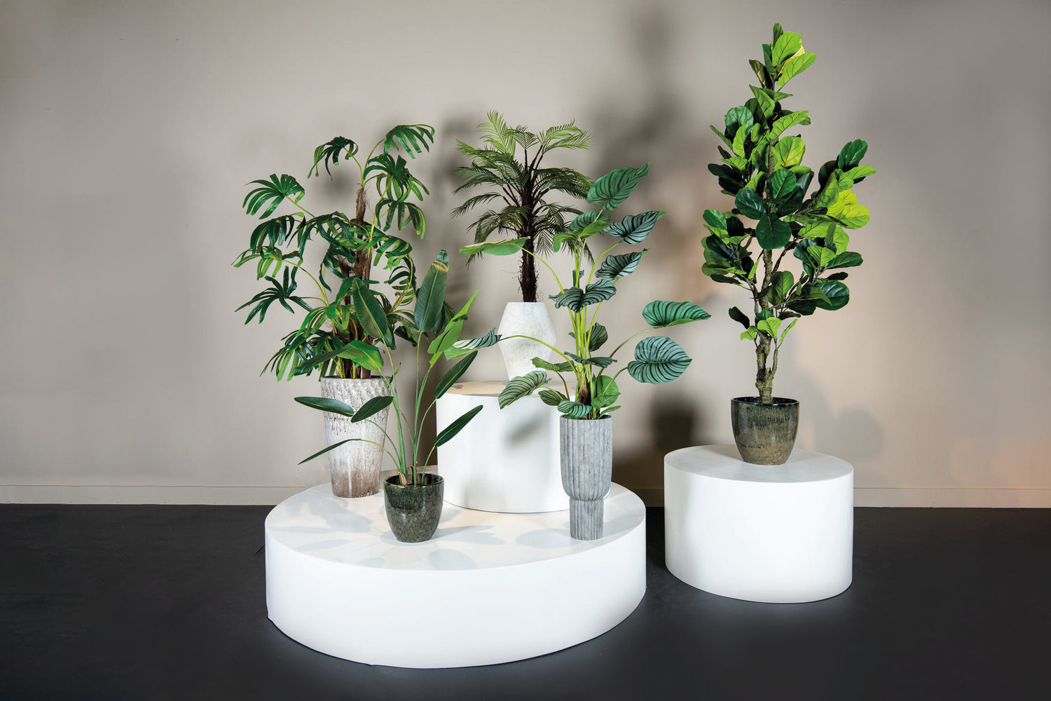 Tree Green Ficus Lyrata In Black Pot