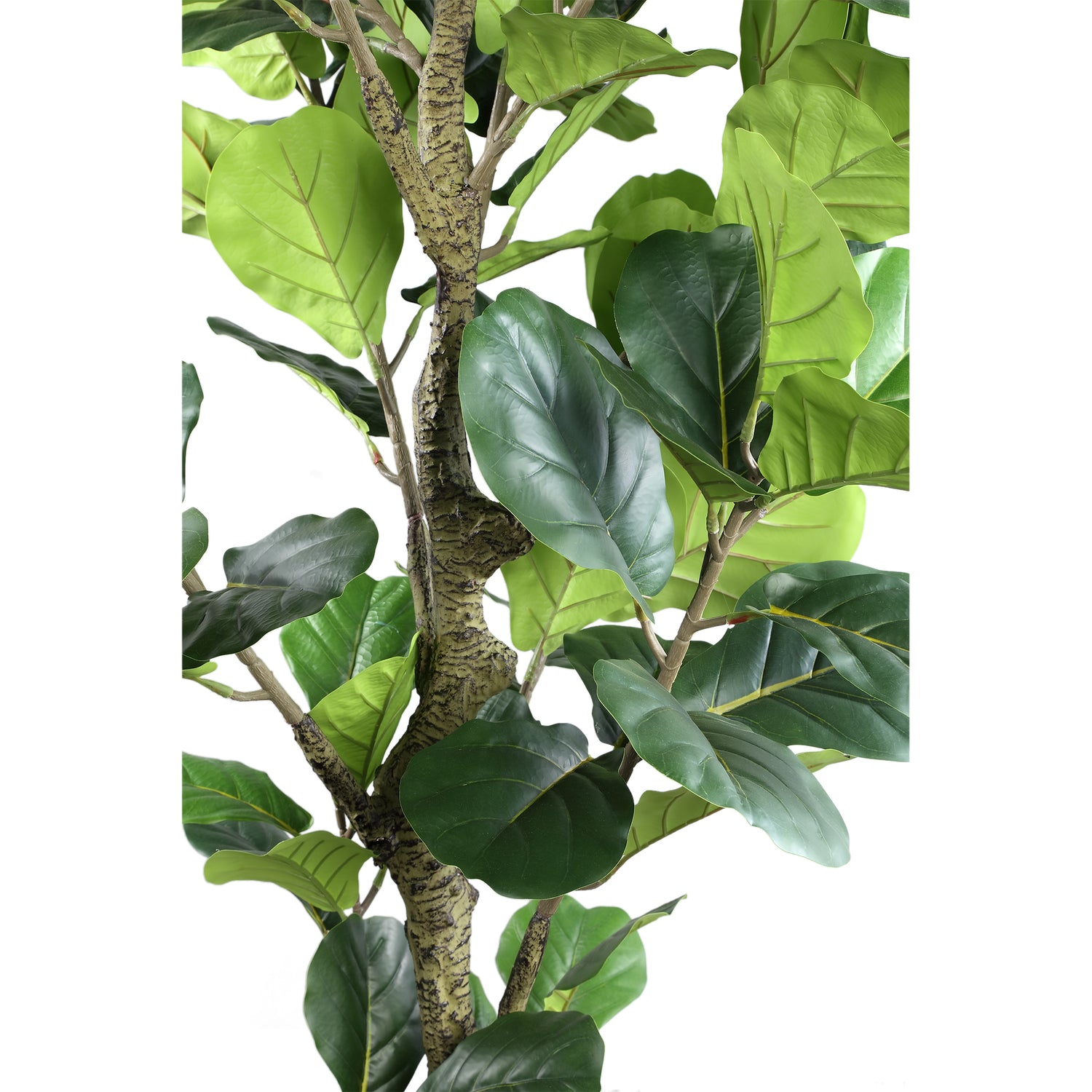 Tree Green Ficus Lyrata In Black Pot