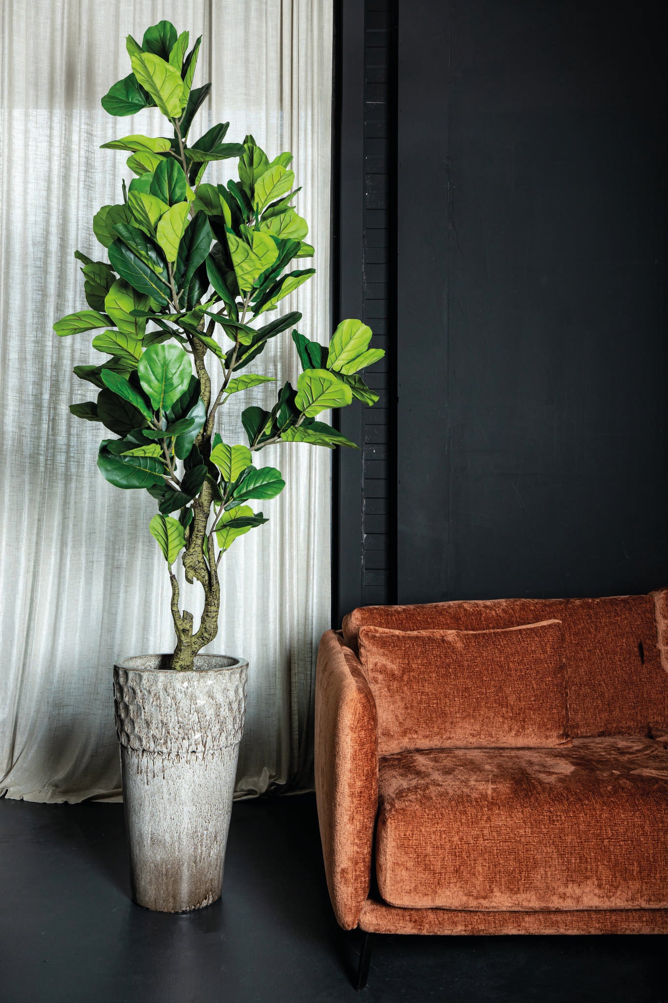 Tree Green Ficus Lyrata In Black Pot