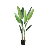 Tree Green Leaf Ravenala In Black Pot S