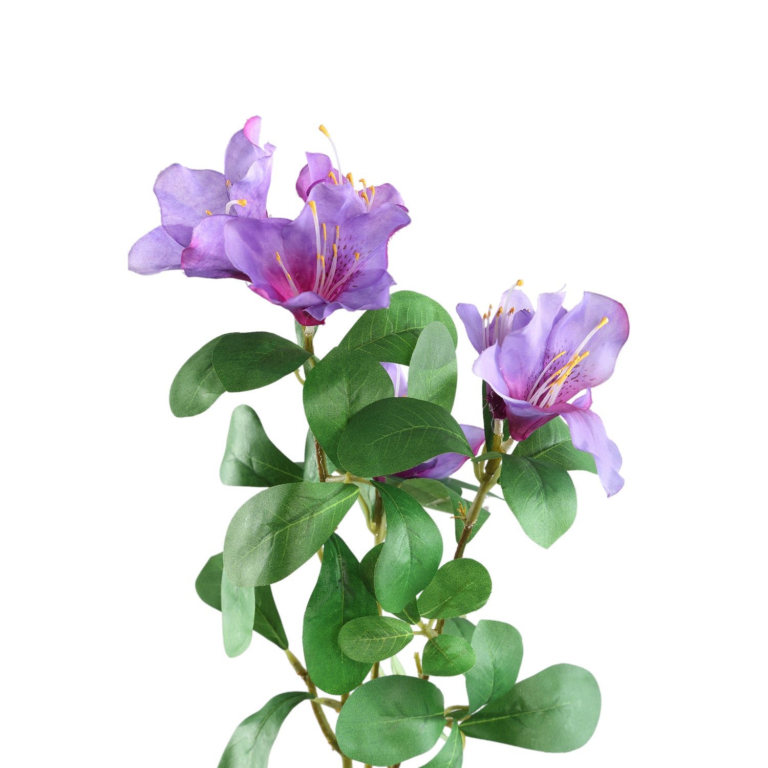 Garden Flower Purple Azalea With Leaves