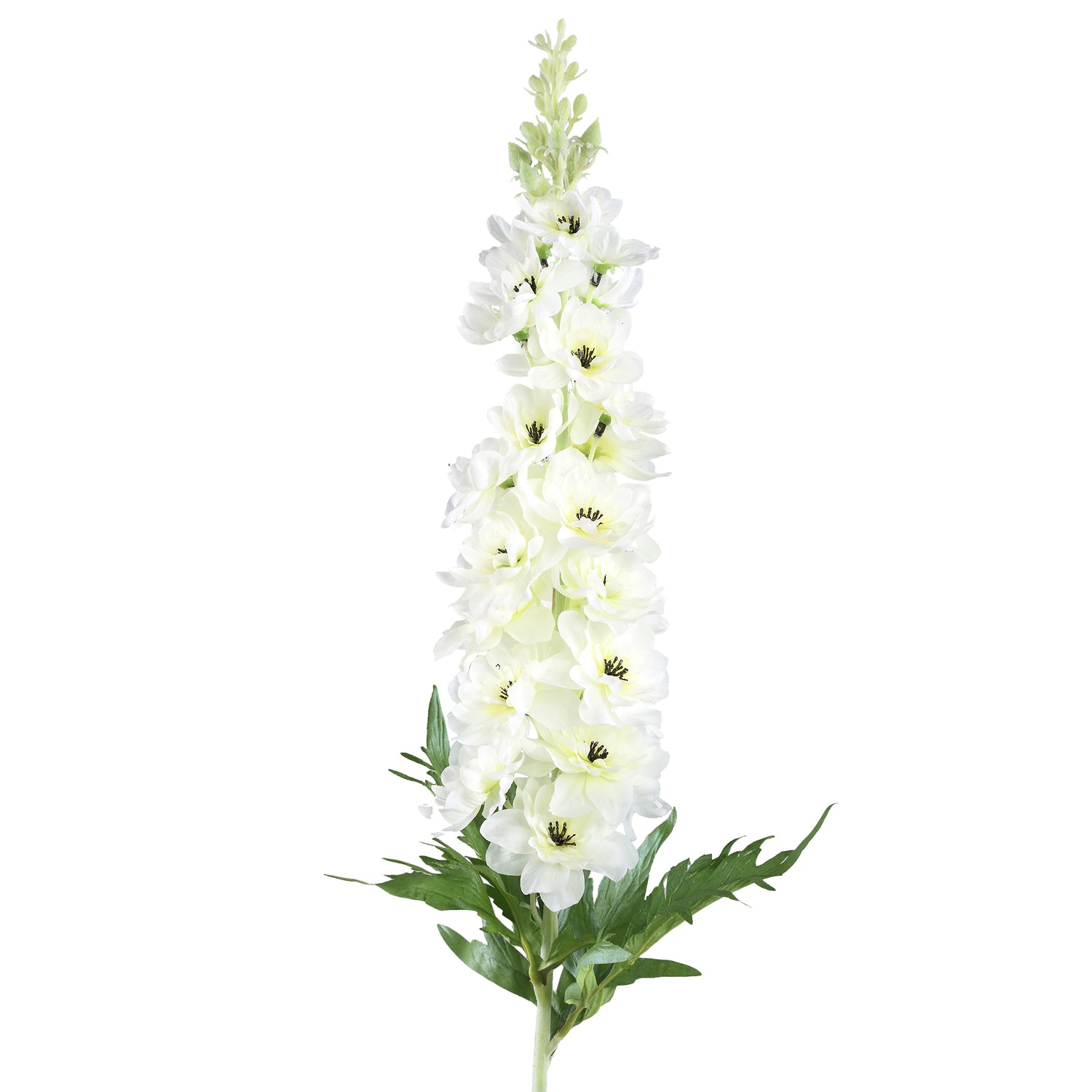 Delphinium Flower White Spray With Leaves
