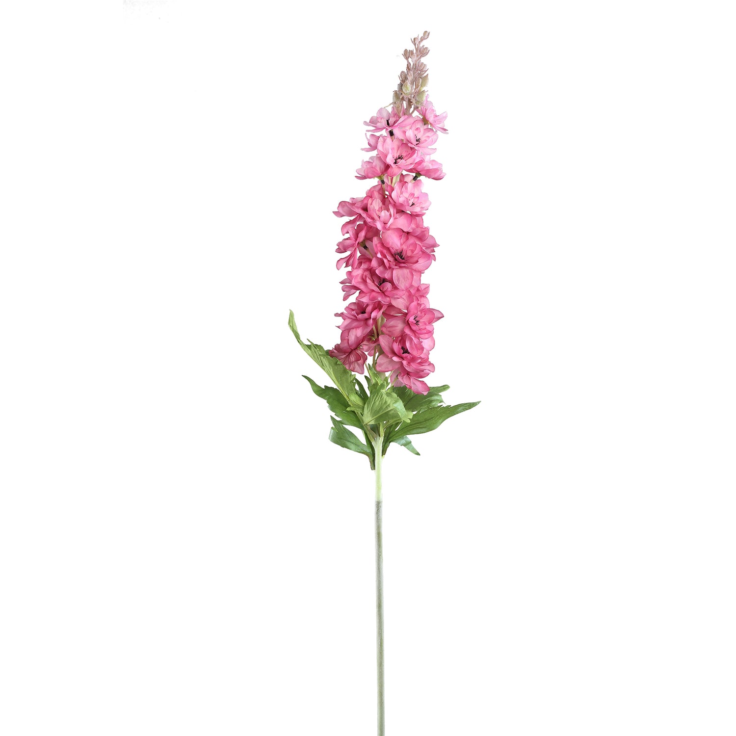 Delphinium Flower Pink Spray With Leaves