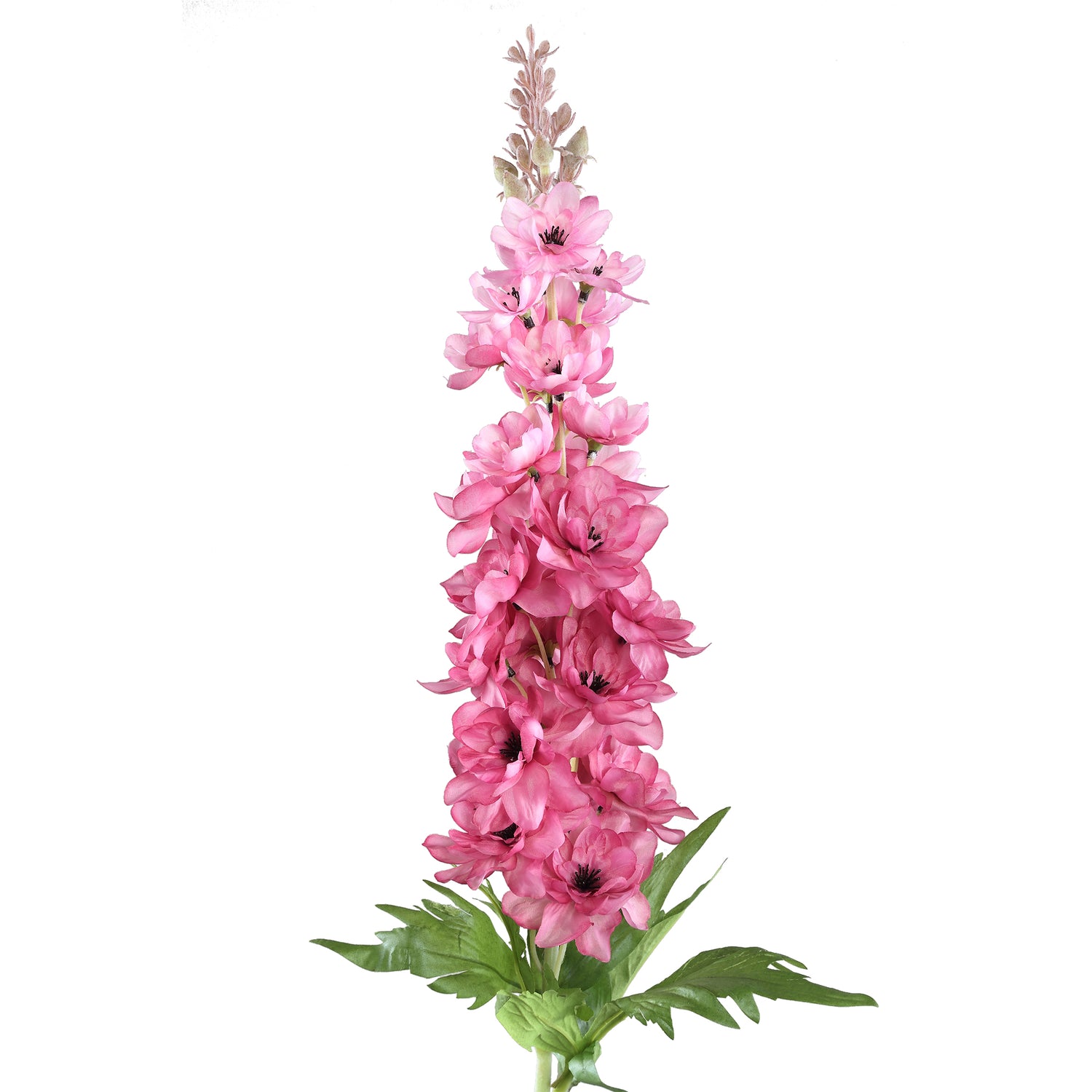 Delphinium Flower Pink Spray With Leaves