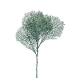 Leaves Plant Green Grey Coral Spray