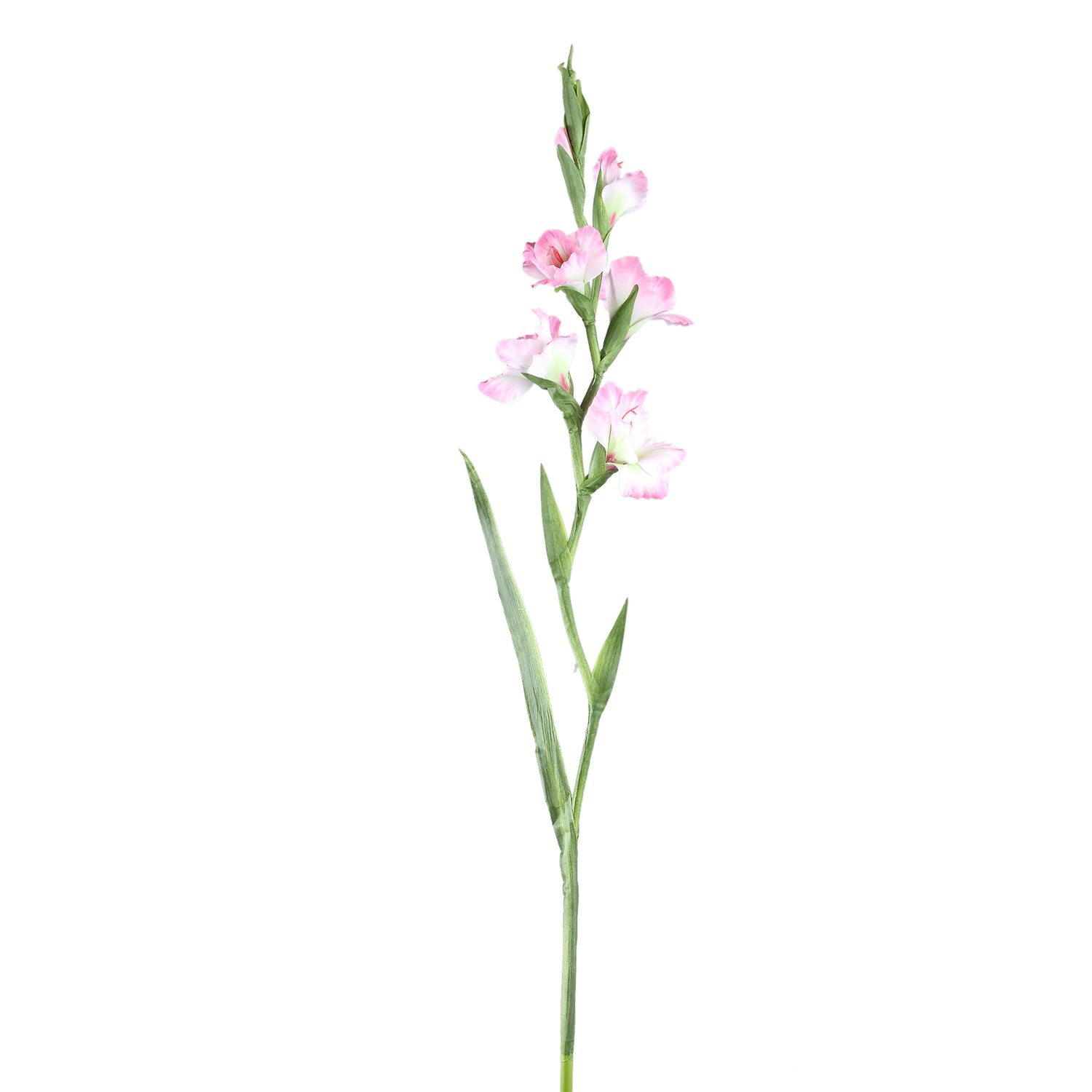 Garden Flower Light Pink Gladiolus With Leaves