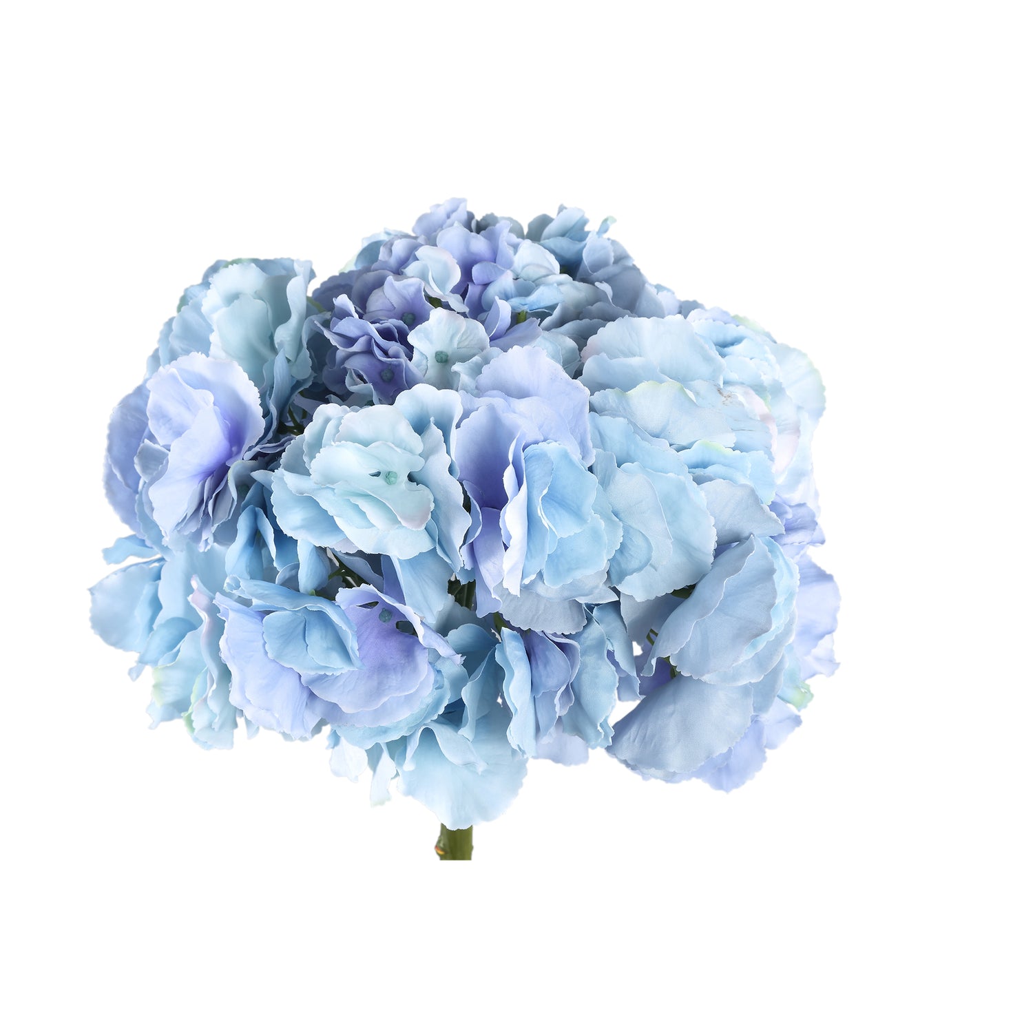 Hydrangea Flower Blue Big Single Flower