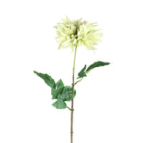 Dahlia Flower Green With Leaves