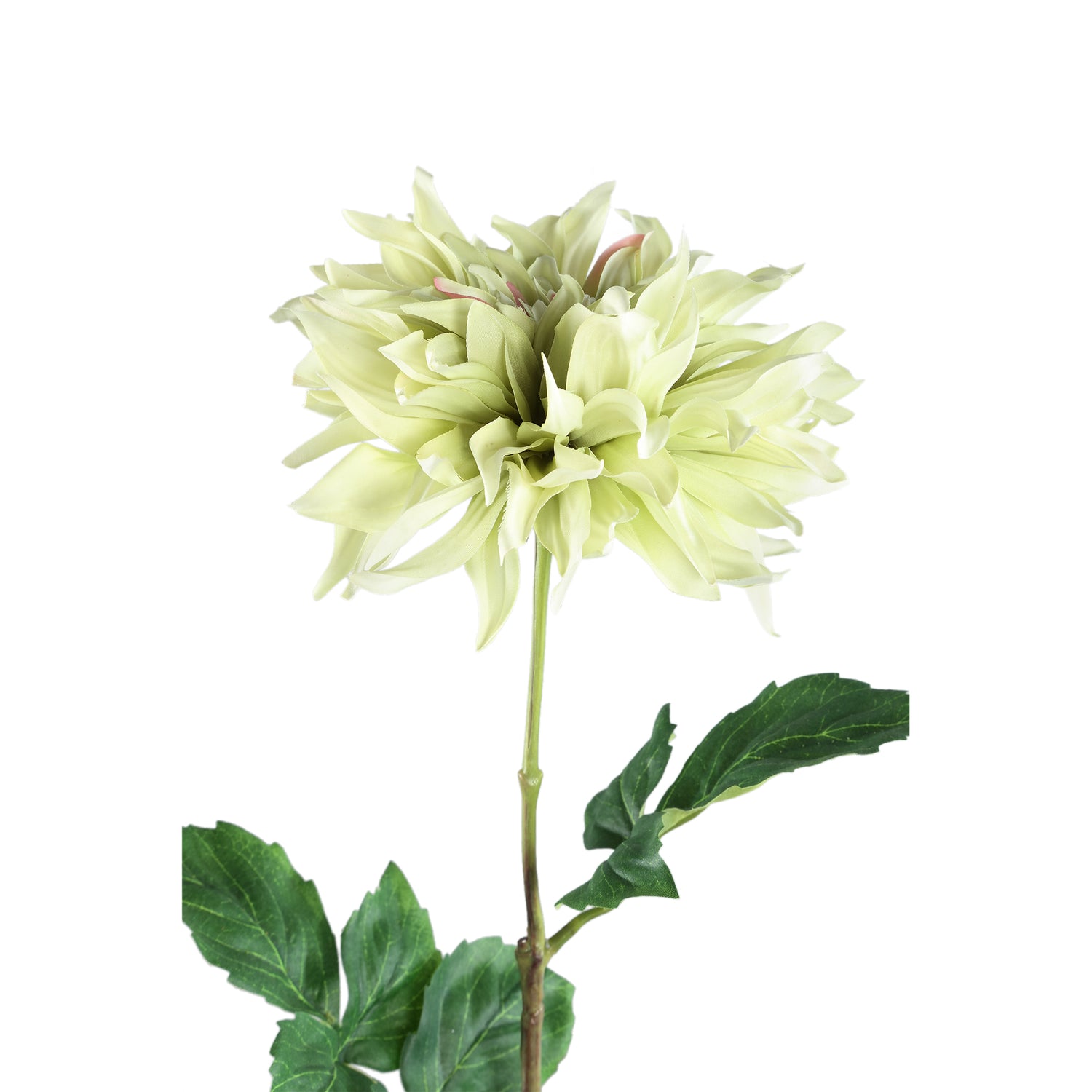 Dahlia Flower Green With Leaves