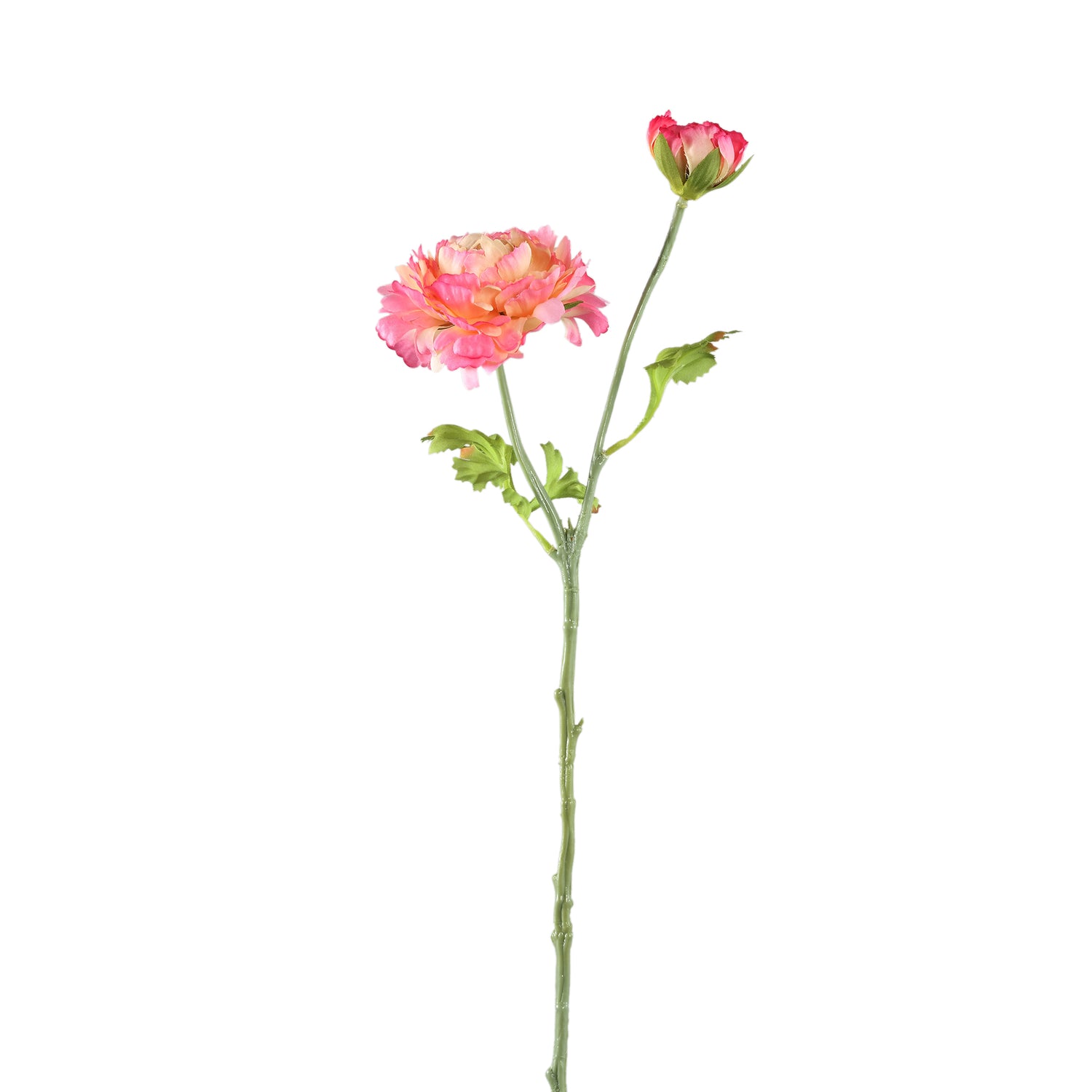 Garden Flower Pink Ranunculus Spray With Buds