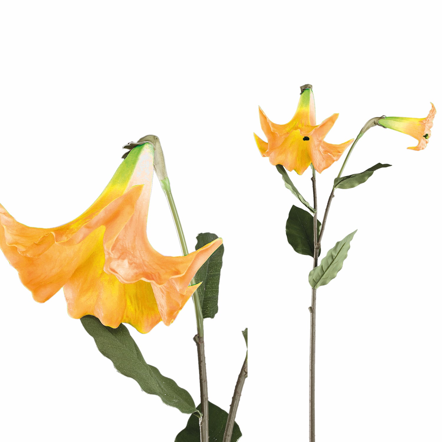 Garden Flower Orange Datura Spray