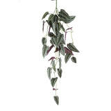 Leaves Plant Green Vine Leaves