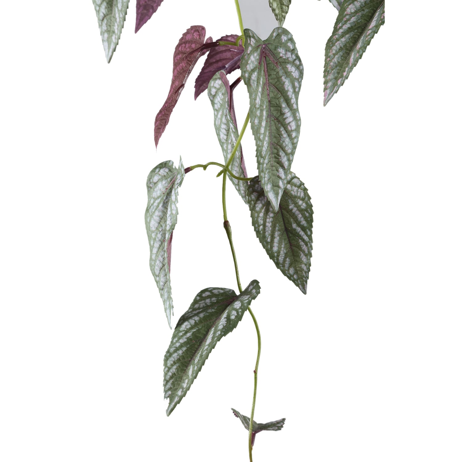 Leaves Plant Green Vine Leaves