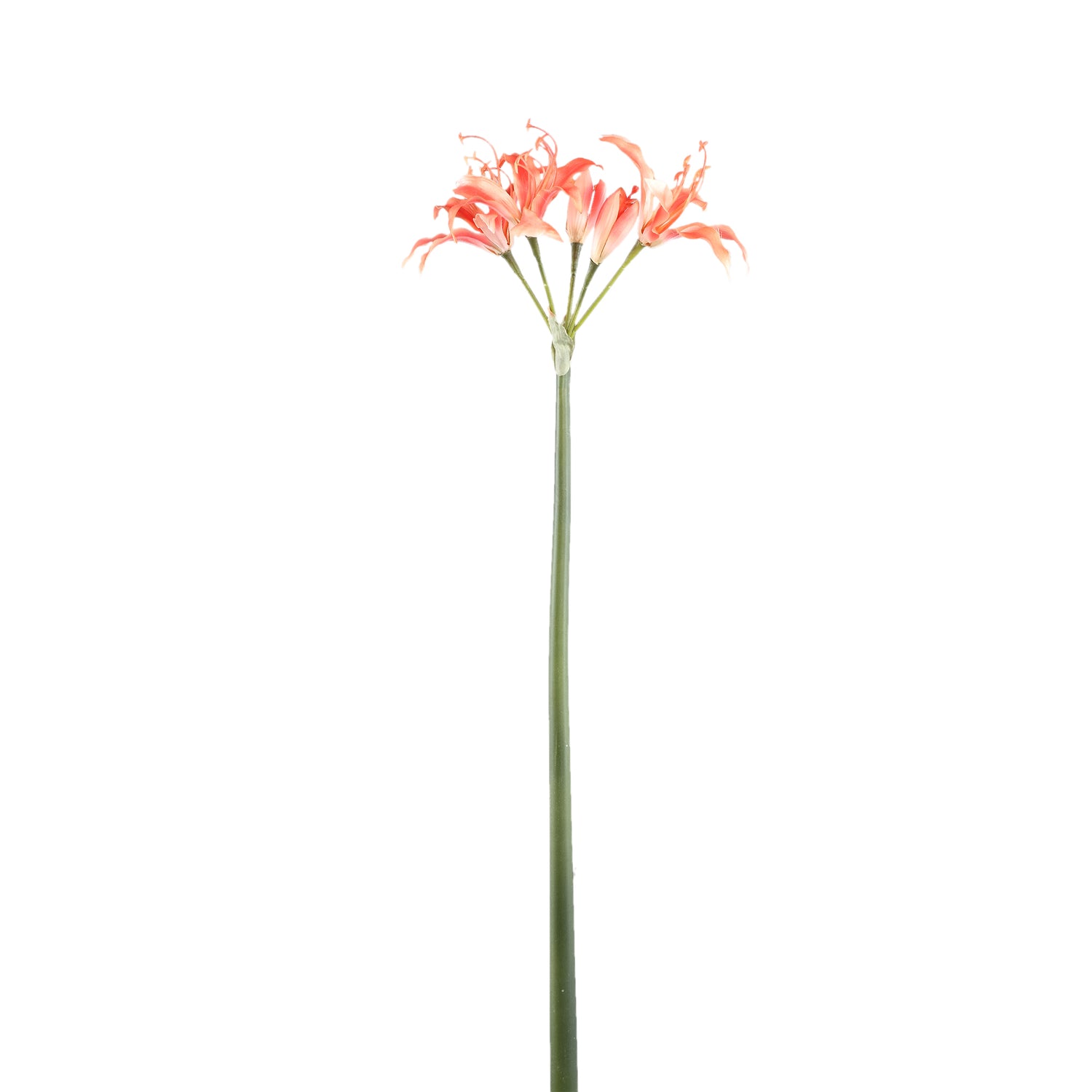 Amaryllis Flower Orange Amaryllis Spray