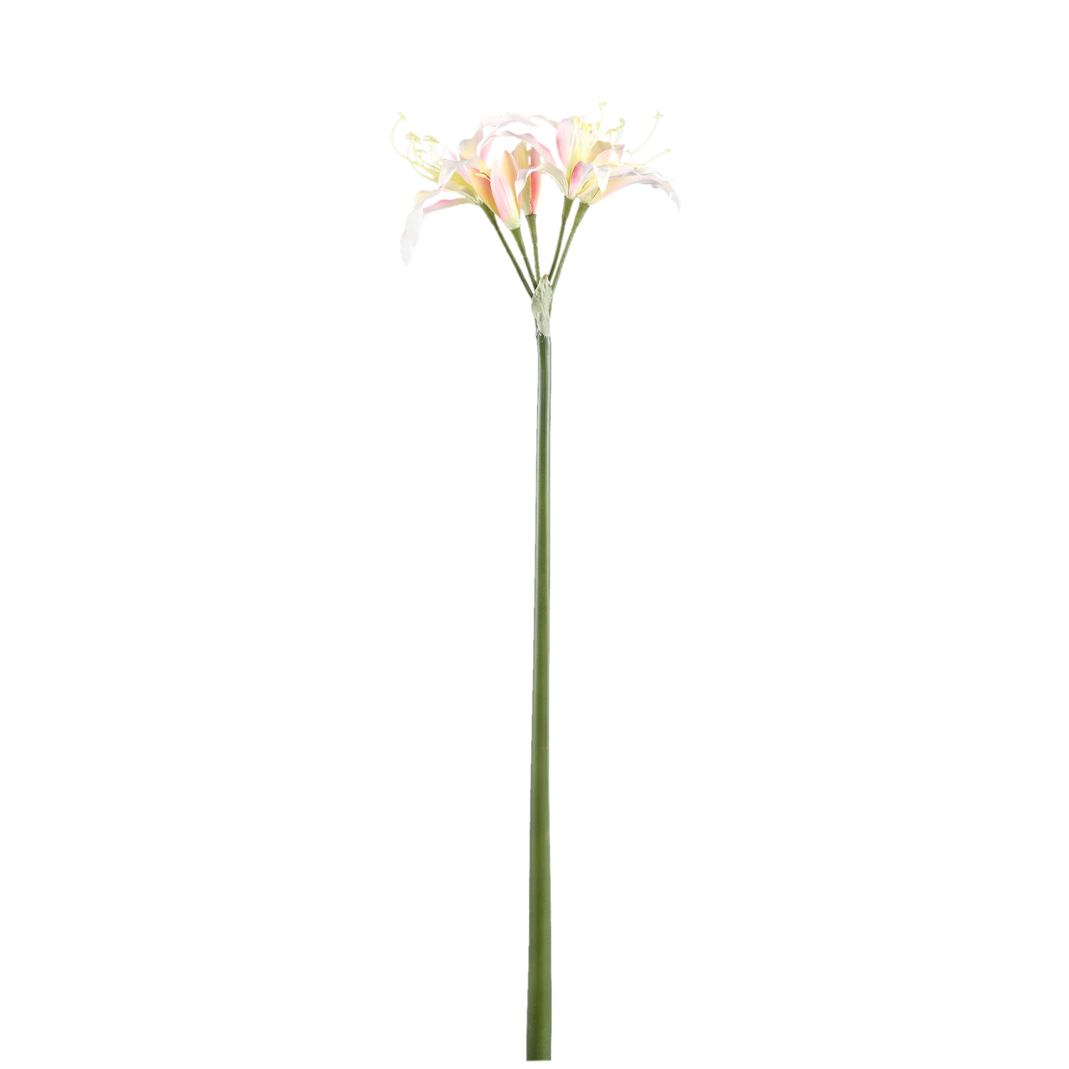 Amaryllis Flower Cream Amaryllis Spray