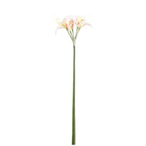 Amaryllis Flower Cream Amaryllis Spray