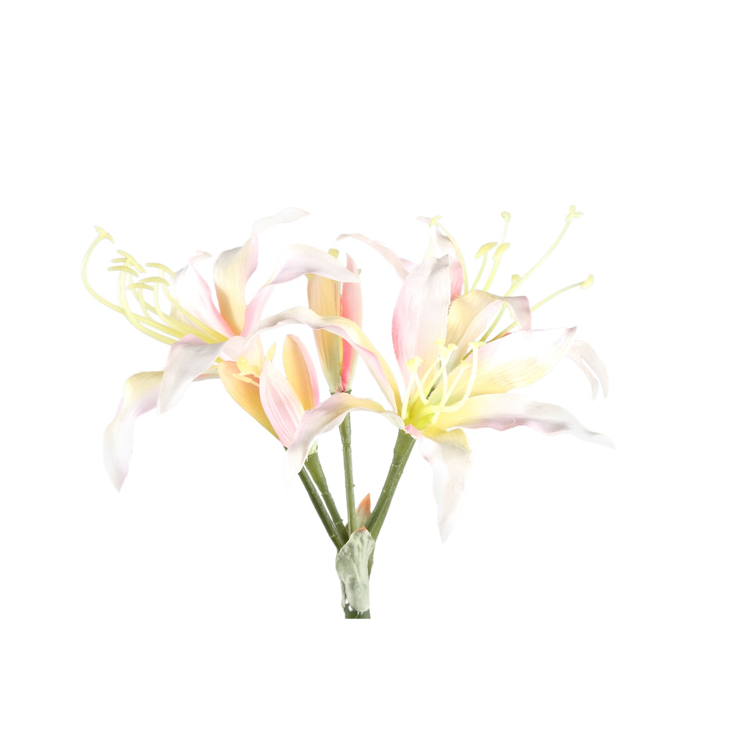 Amaryllis Flower Cream Amaryllis Spray