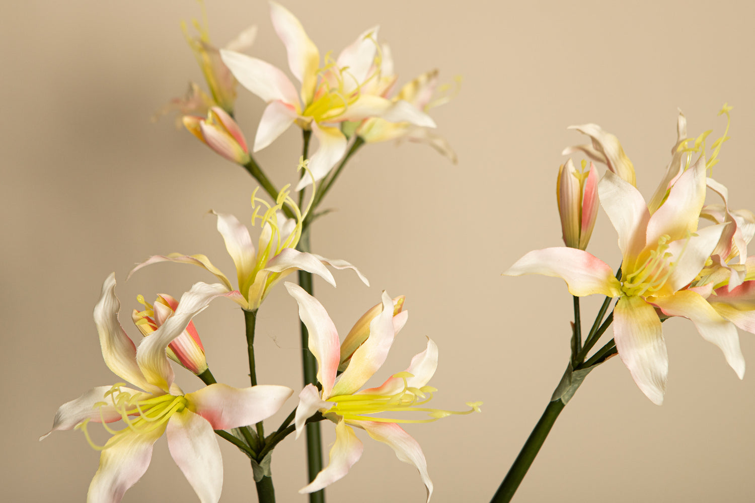 Amaryllis Flower Cream Amaryllis Spray