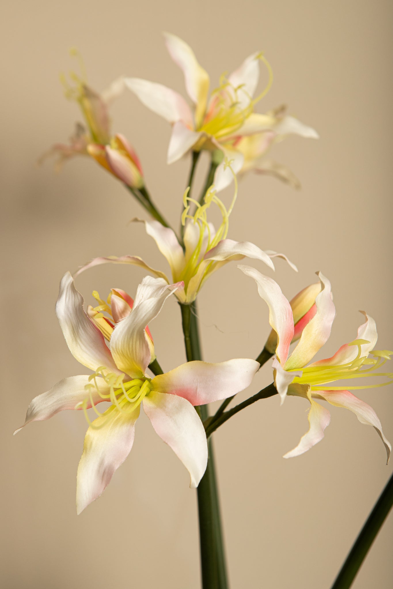 Amaryllis Flower Cream Amaryllis Spray