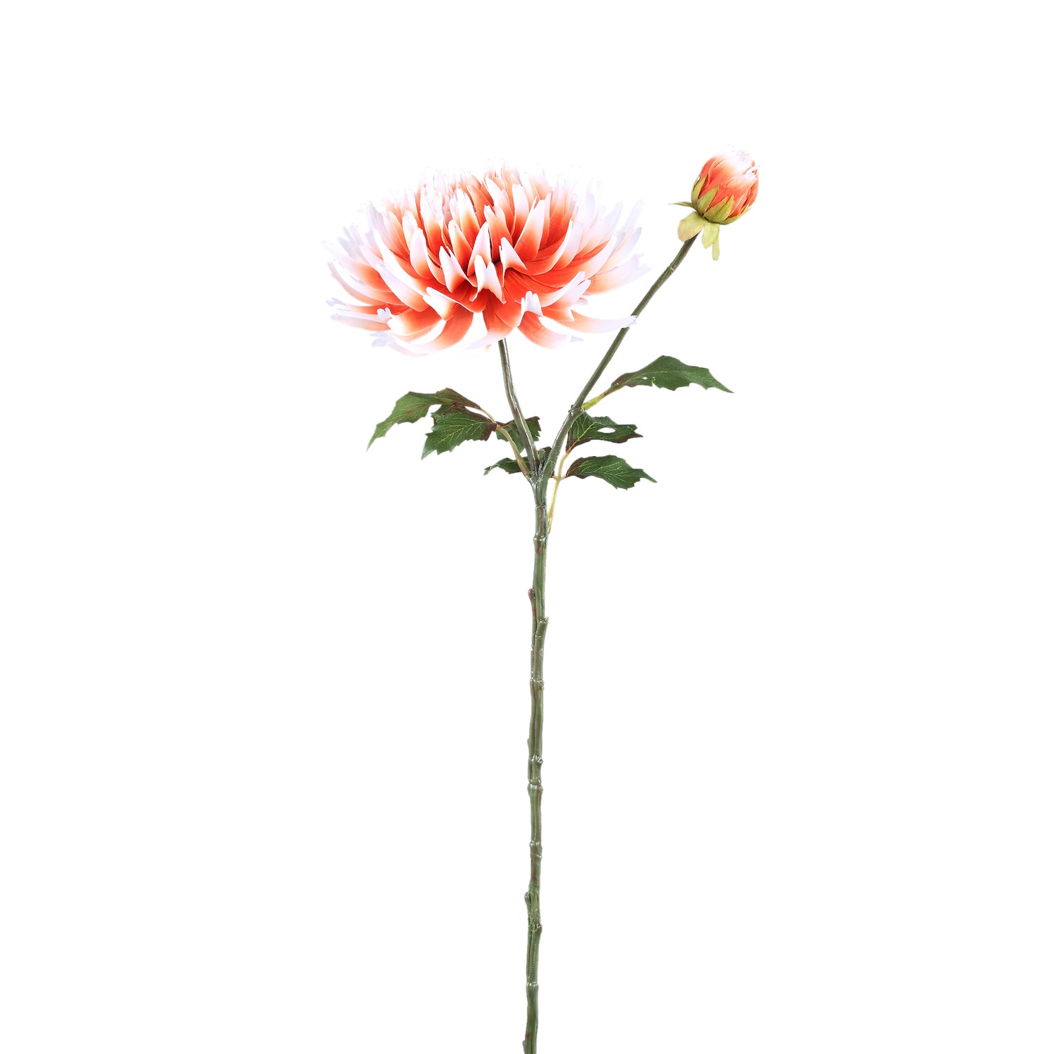 Dahlia Flower Orange White Dahlia Stem With Bud