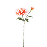Dahlia Flower Orange White Dahlia Stem With Bud