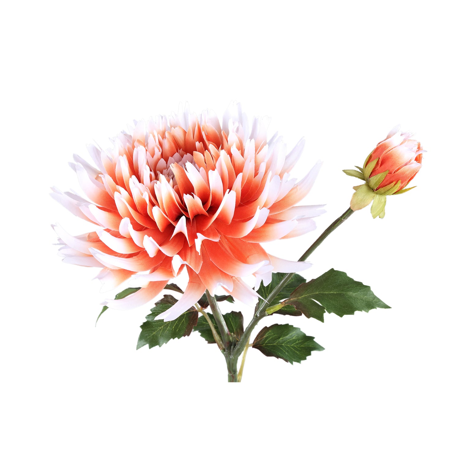 Dahlia Flower Orange White Dahlia Stem With Bud