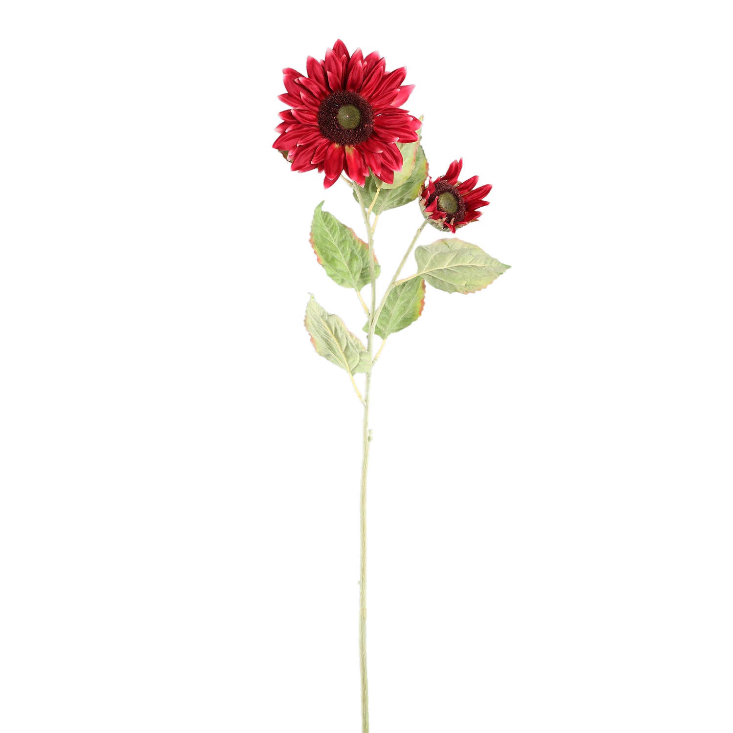 Garden Flower Red Sunflower Stem With Leaves