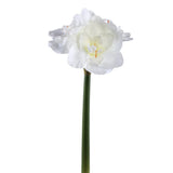 Amaryllis Flower White Spray
