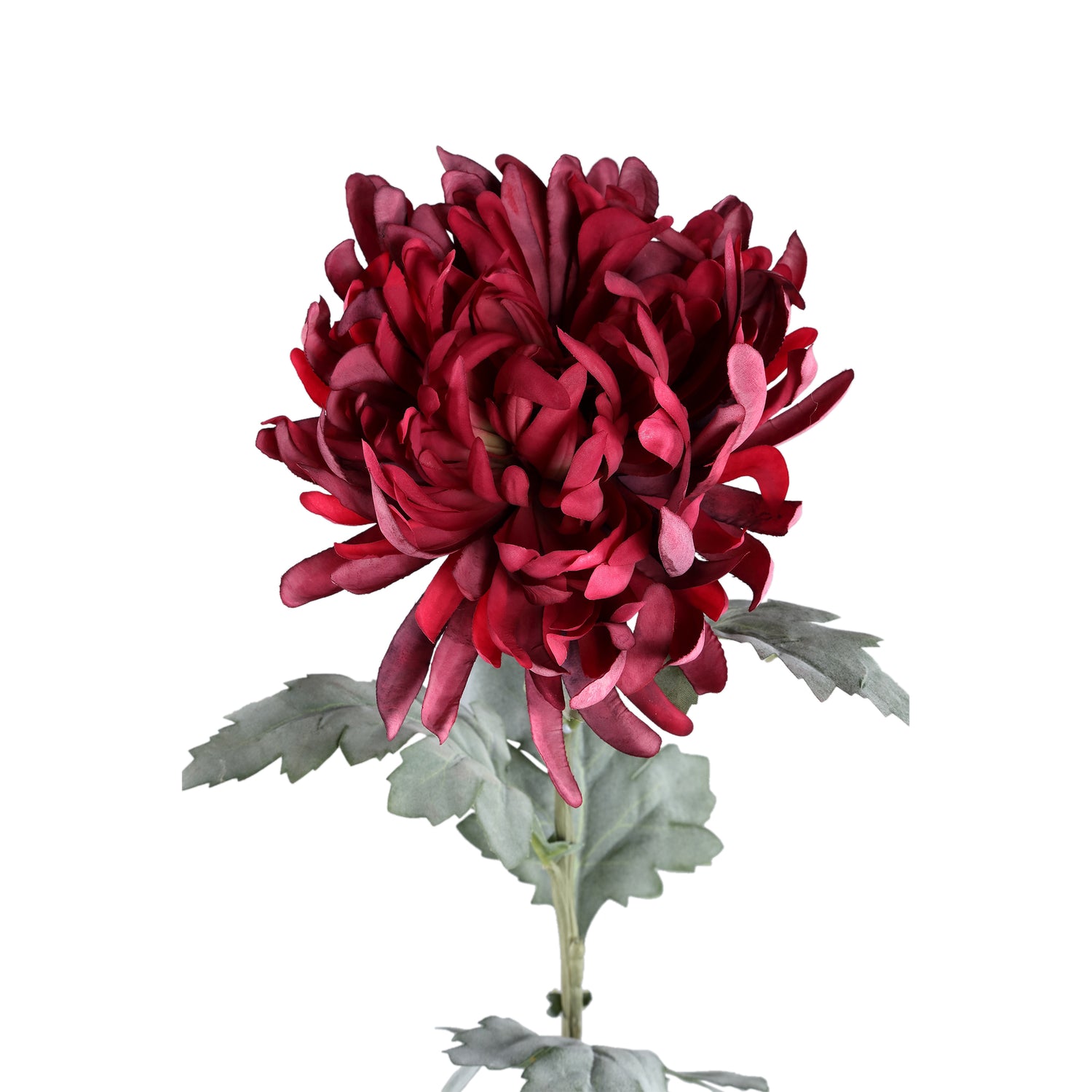 Garden Flower Burgundy Spider Mum Stem Flocked