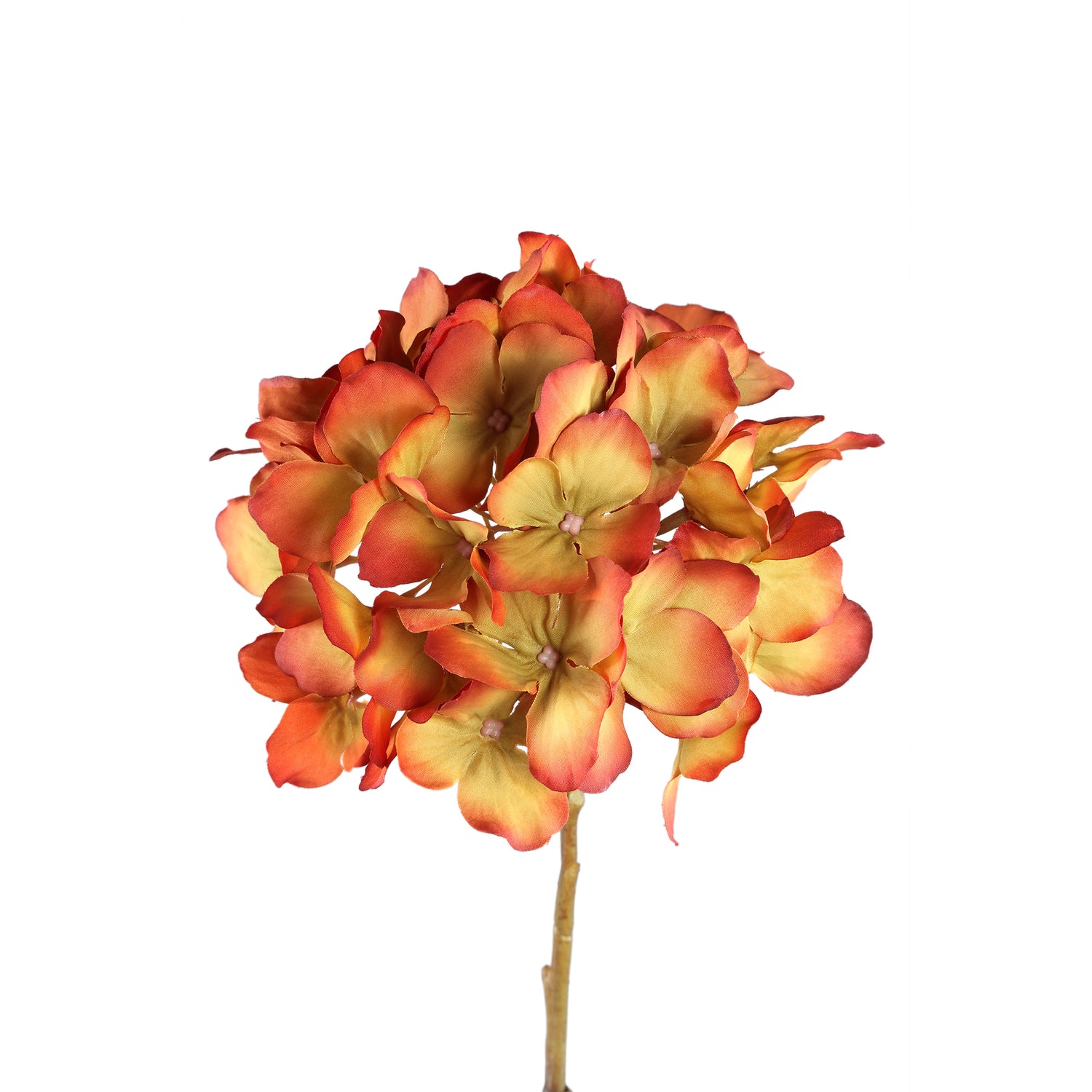 Hydrangea Flower Orange Green Big Single Flower