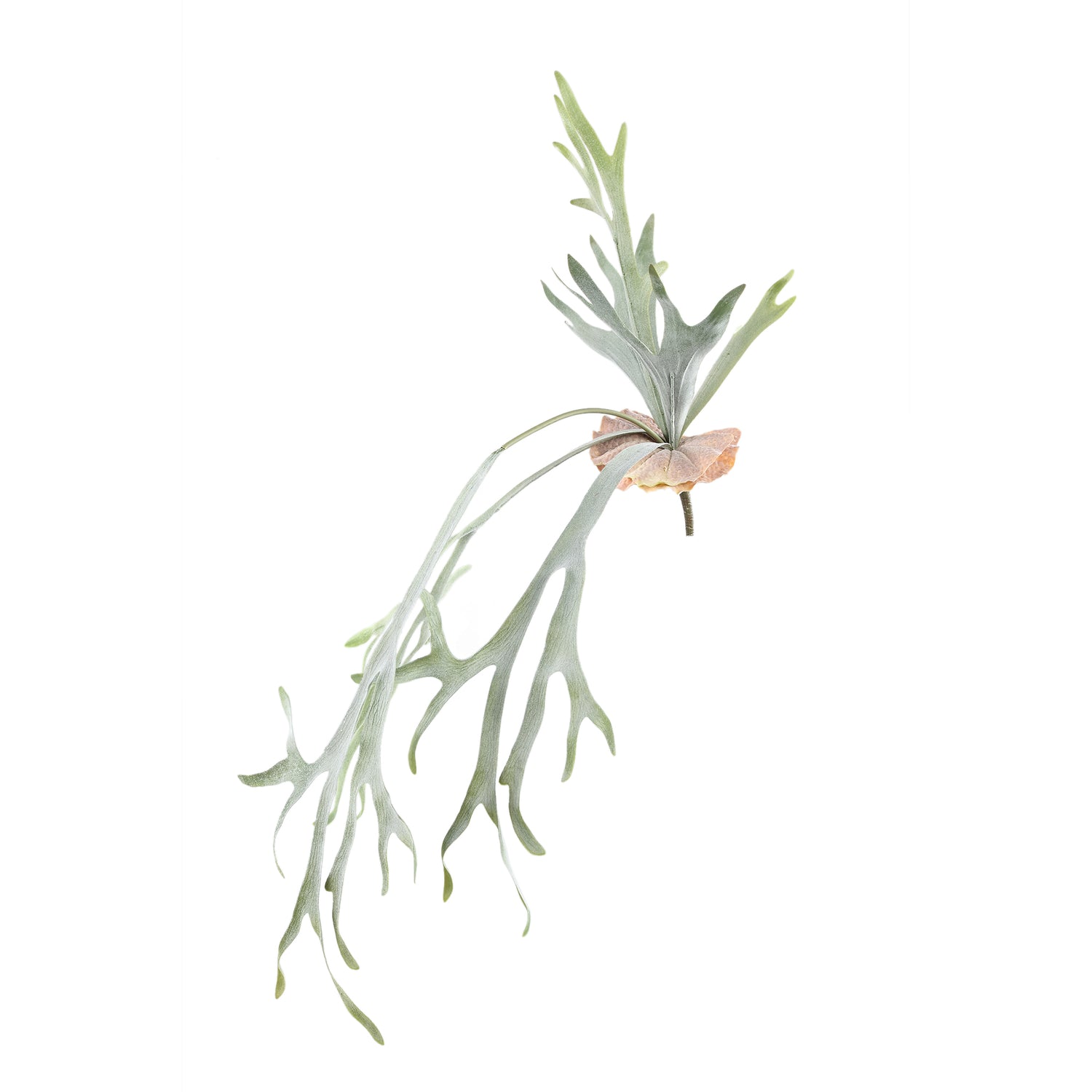 Leaves Plant Green Staghorn On Stem