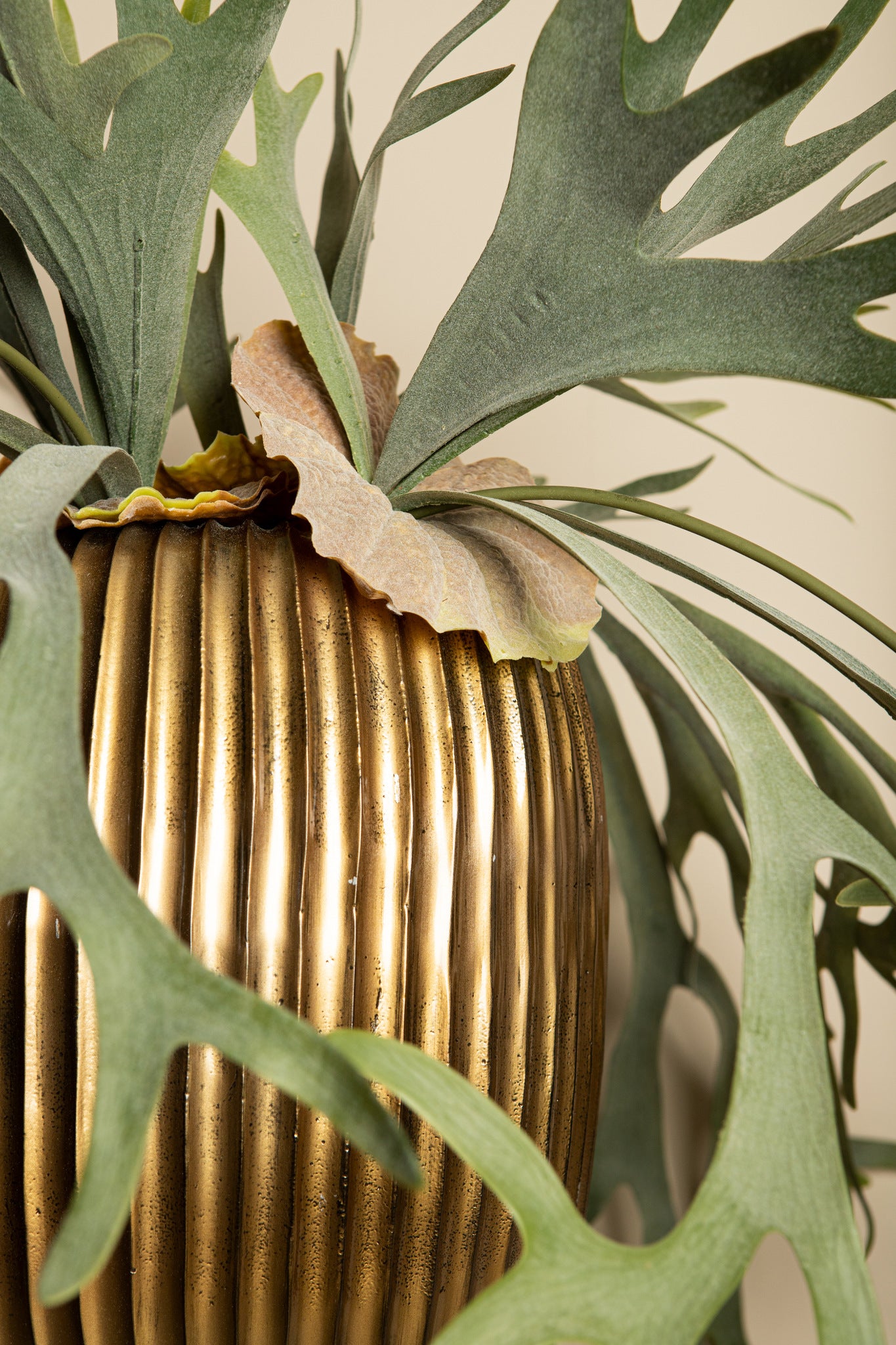 Leaves Plant Green Staghorn On Stem